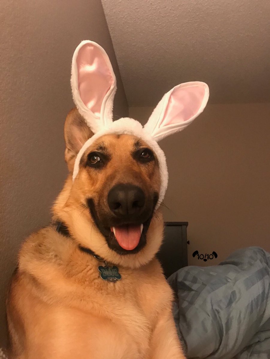 dog_rates's tweet photo. A photographer took pictures before and after he told his bunny he's a good boy. Here are the results. 13/10 https://t.co/wiQZIsaWUe