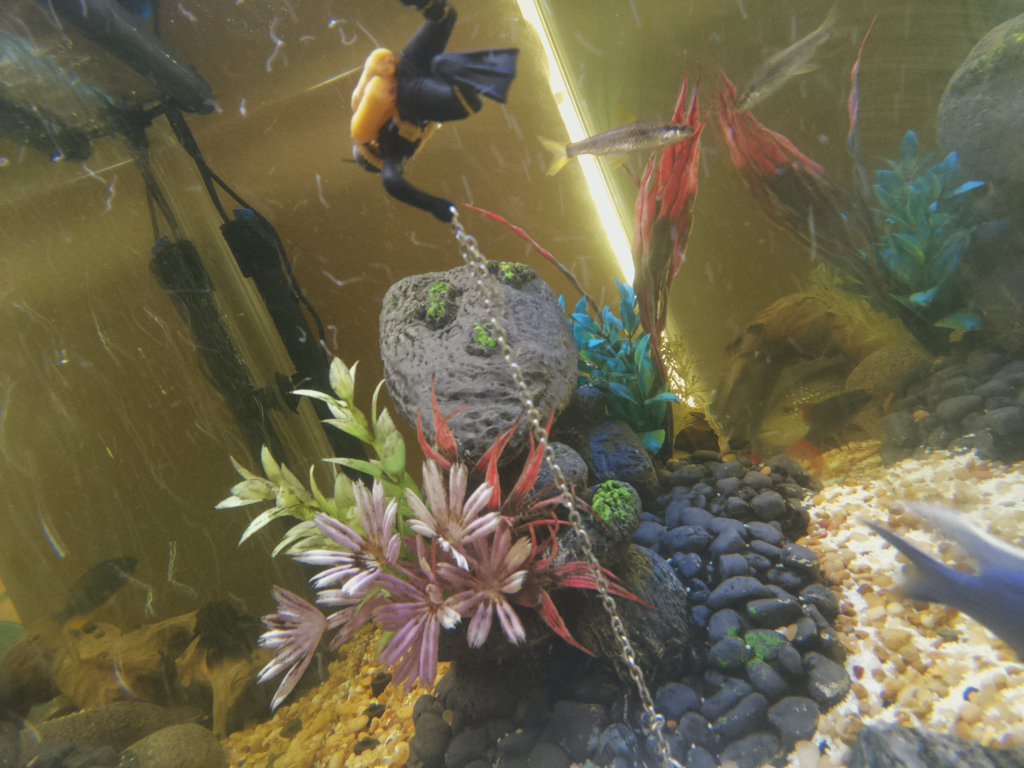 DorkfeastBot's tweet photo. Fishtank Photo: 04/16/2017 https://t.co/ntg9UnEyhB