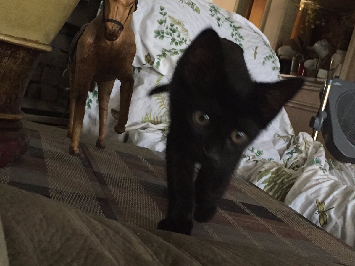 Caren329's tweet photo. Happy birthday to my Jet. A yr old all ready. I had him since he was 10 weeks old.As they say time flies!😻❤️#precious #longnlean #loving https://t.co/MjvV4E07cP