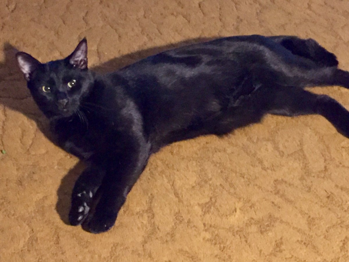 Caren329's tweet photo. Happy birthday to my Jet. A yr old all ready. I had him since he was 10 weeks old.As they say time flies!😻❤️#precious #longnlean #loving https://t.co/MjvV4E07cP