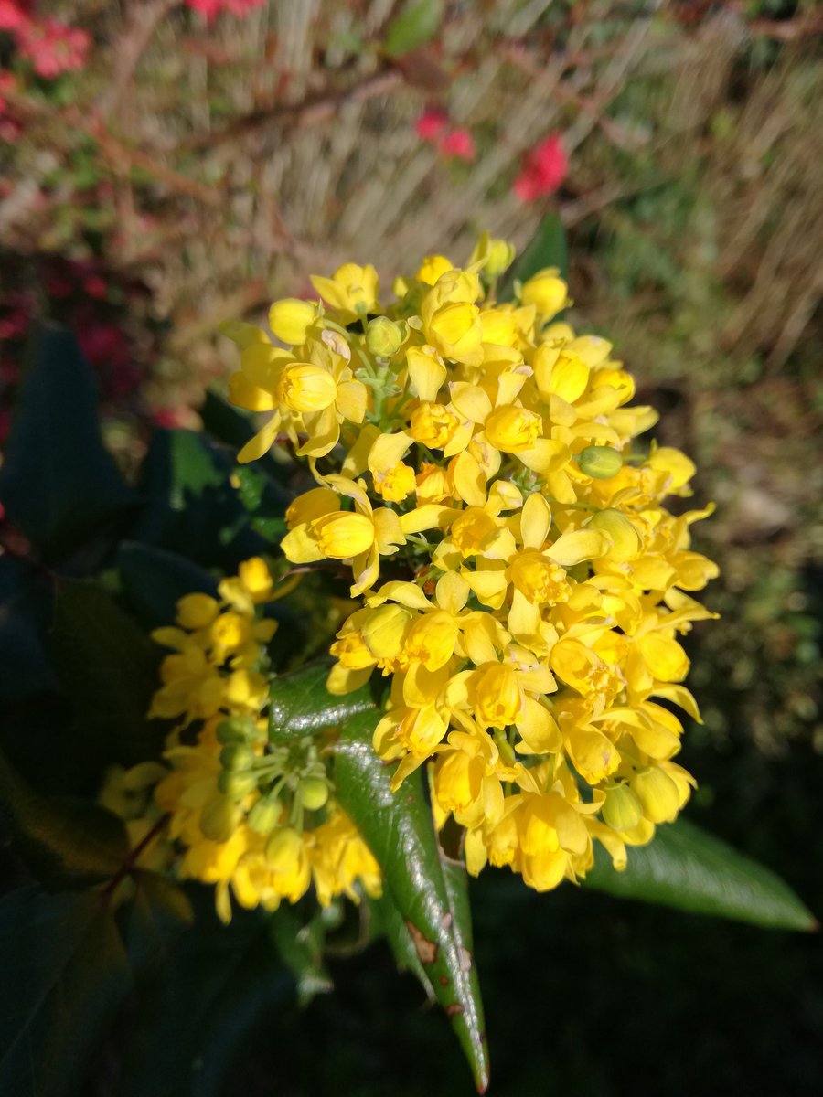 tresoreloa's tweet photo. #flowfleurs2017 #flowmagasine #flow #flowers #flowerpower #flowerpower2017 https://t.co/l45nMdueF2