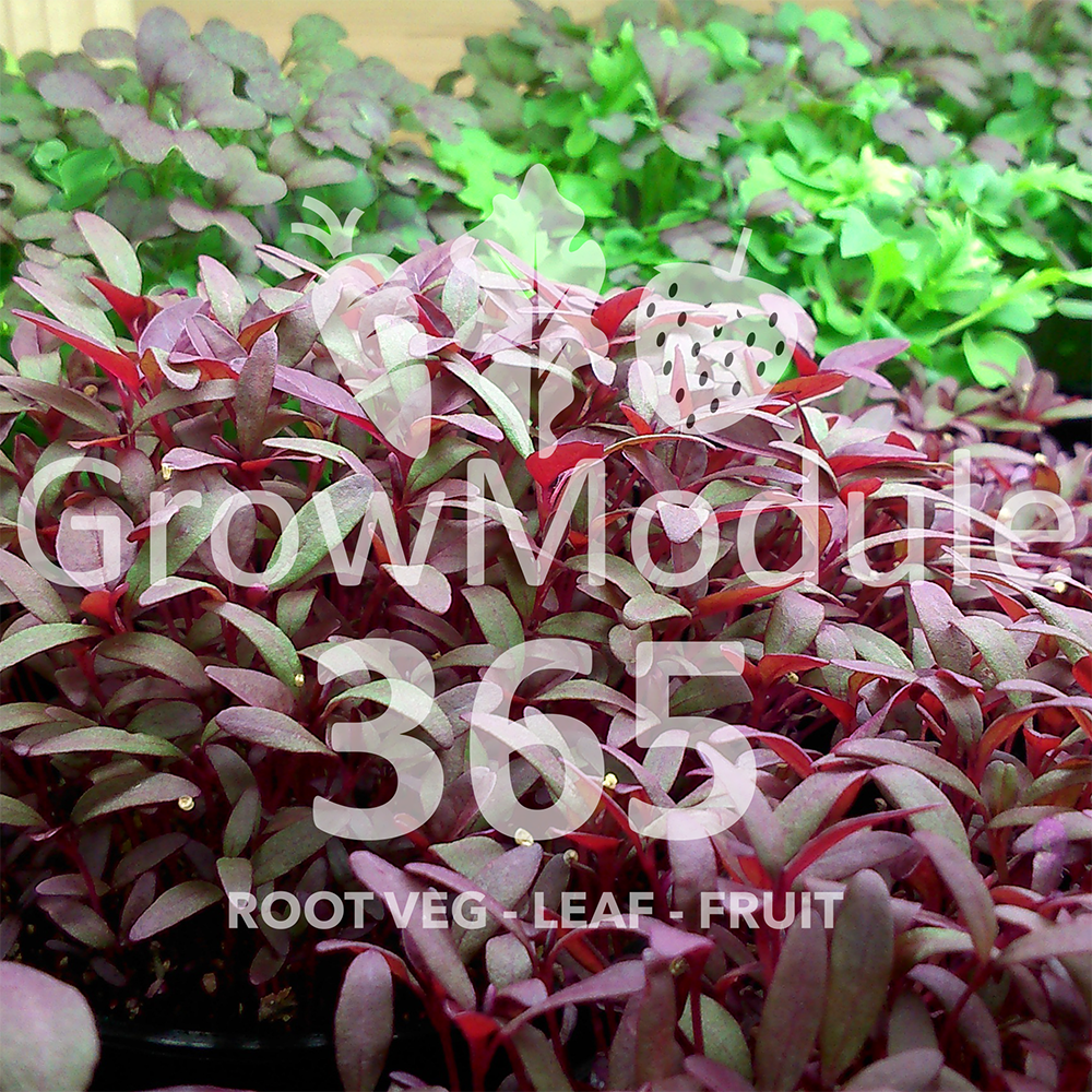 growmodule365's tweet photo. You'll always have greens for your salad with #GrowModule365! Great tasting produce in a #sustainable growing system! #NationalGardeningWeek https://t.co/8KA0eBfgLN