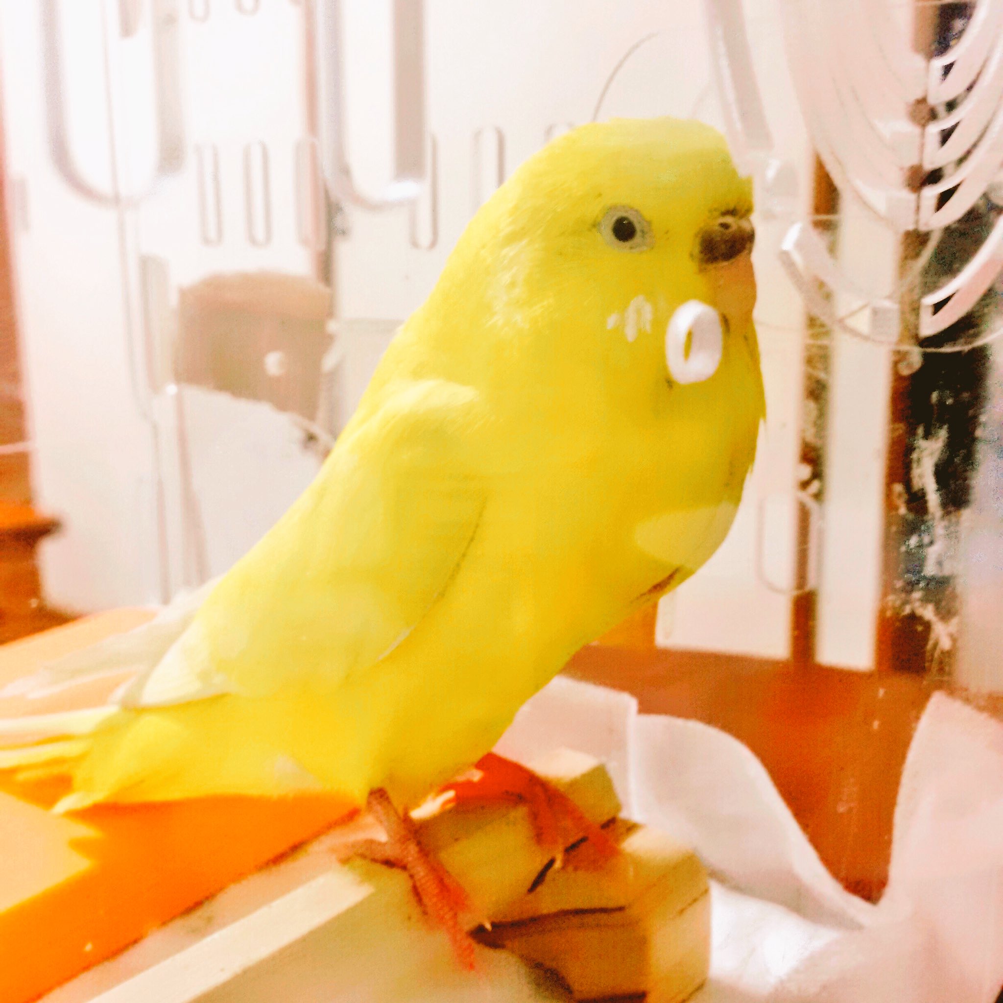 黄色い鳥 (@Kbys_0416) / Twitter