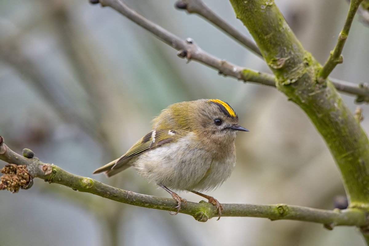 thebluebirder's tweet photo. Just discovered a new breeding species for the garden! #goldcrest https://t.co/Kv3BdO37Ty