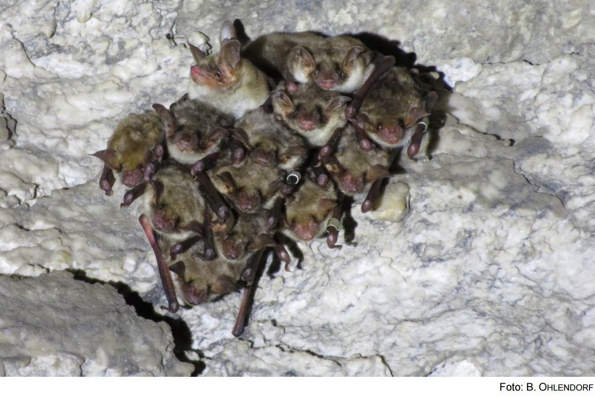 FledermausAKSA's tweet photo. Gr #Mausohr-en (M. #myotis) & andere #Fledermaus-arten haben die #Fels-#winterquartiere im #Harz vorzeitig verlassen
https://t.co/YYzxbGvXl9 https://t.co/XoCIT2RQmx