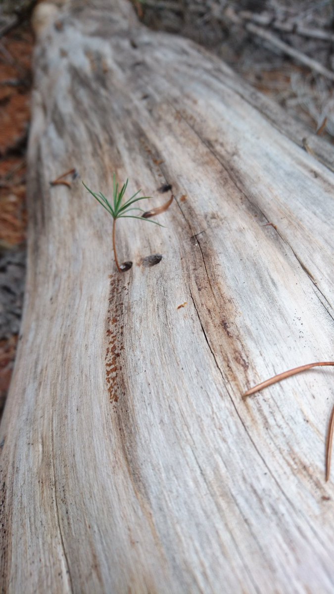 Sabbatical photo of week: lodgepole pine seedling in Sirex emergence hole in Patagonia. Life after death :-) #HappyEaster