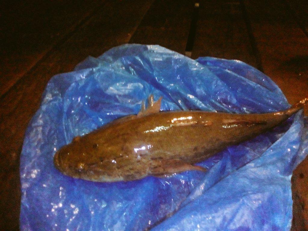 Carmen Kay A Ar Twitter Ikan Ubi Sun Hok Caught From The Sungai Kinabatangan Ni Almost A Kilo Harga Rm30 Saja Carmen Kay A Ar Twitter Ikan Ubi Sun Hok Caught From The Sungai Kinabatangan Ni Almost A Kilo Harga Rm30 Saja