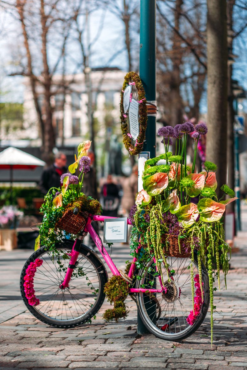 VisitHelsinki's tweet photo. Warmer temperatures, sprouting leaves &amp; #spring flowers – Waiting for the city to bloom! 🌸🌺🌷 #myhelsinki #helsinki @jussihellsten https://t.co/brdqlySPU5