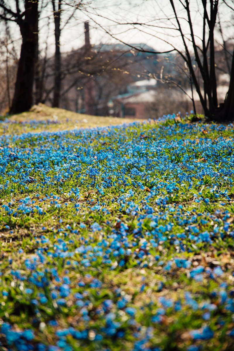 VisitHelsinki's tweet photo. Warmer temperatures, sprouting leaves &amp; #spring flowers – Waiting for the city to bloom! 🌸🌺🌷 #myhelsinki #helsinki @jussihellsten https://t.co/brdqlySPU5
