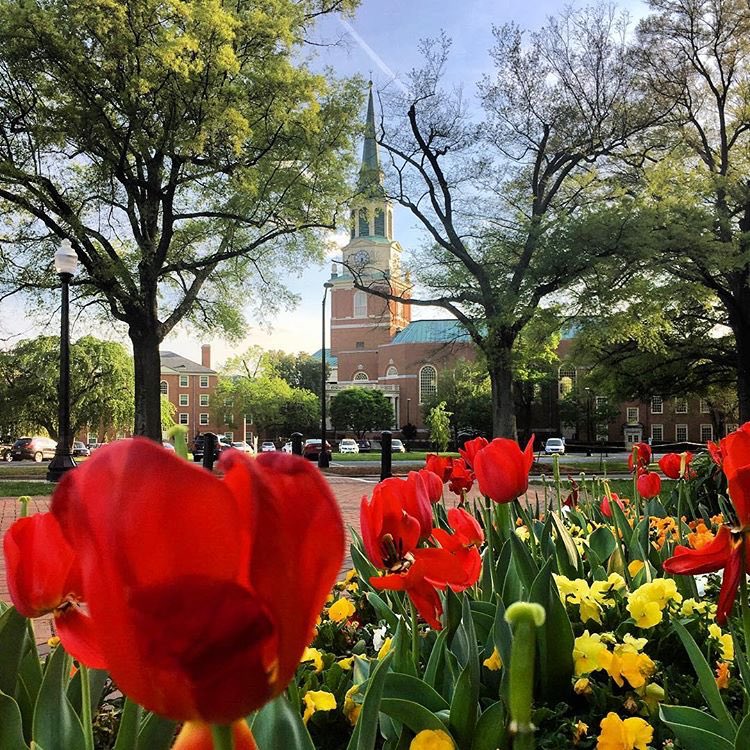 WakeForest's tweet image. Happy Easter to all who celebrate! 🌷🐥🐇 // 📸 by Elizabeth Black ('19)  #springintheforest #mothersodear #wfu