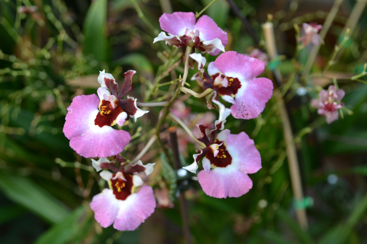 Happy #OrchidDay everyone!