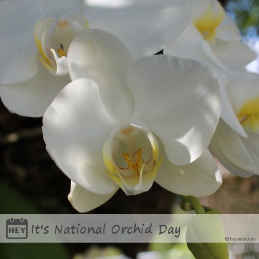 It's National Orchid Day!
#NationalOrchidDay #OrchidDay