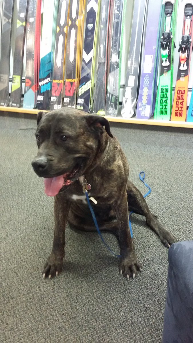 Happiness is a beautiful shop puppy!
