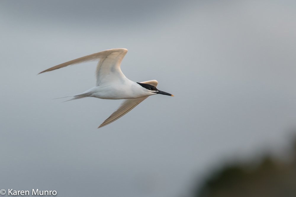 kasmunro's tweet photo. Wonderful to see the Sandwich Terns return to @SJPBirdPhotos this week in good numbers, including Red ECK #WeeEck https://t.co/09TqiSZB2e