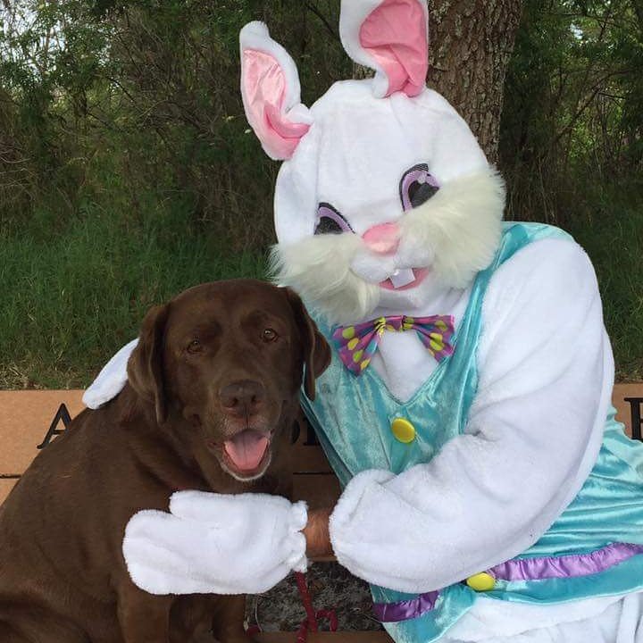 FELIZ PASCUA DE RESURRECCION LES DESEA EL TEAM LABRADORES CHILE OFICIAL!!!
🐇🐰🐇🐰🐇🐰🐇🐰🐇🐰🐇🐰🐇🐶🎉🎉🎉🎉🎉🎉🎉🎉🎉