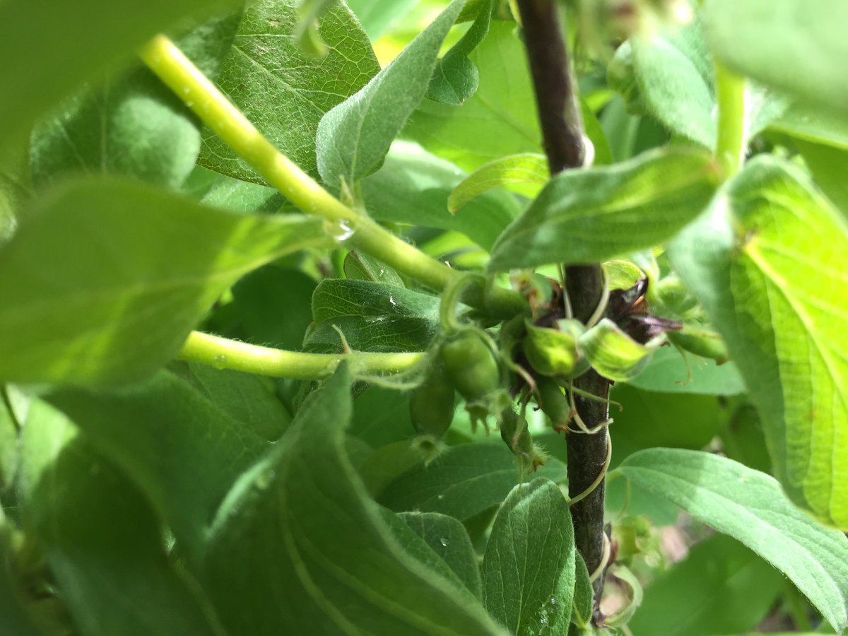 Kleine vruchtjes van de #honingbes. Spannende week voor de boeg met kans op #nachtvorst. Hopelijk volgende week nog zo mooi.