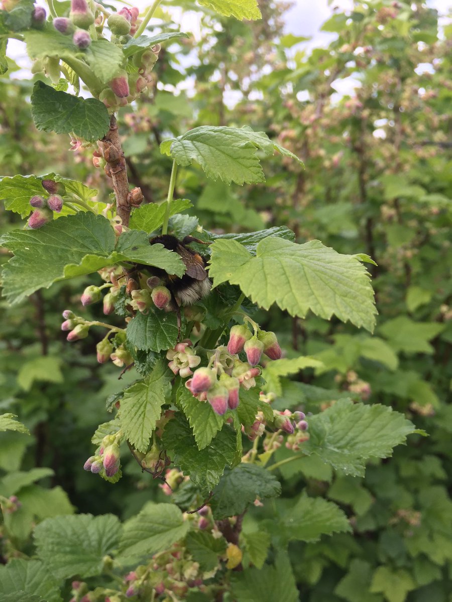 En dat geldt ook voor de #hommels en de zwarte bessen. #nachtvorst