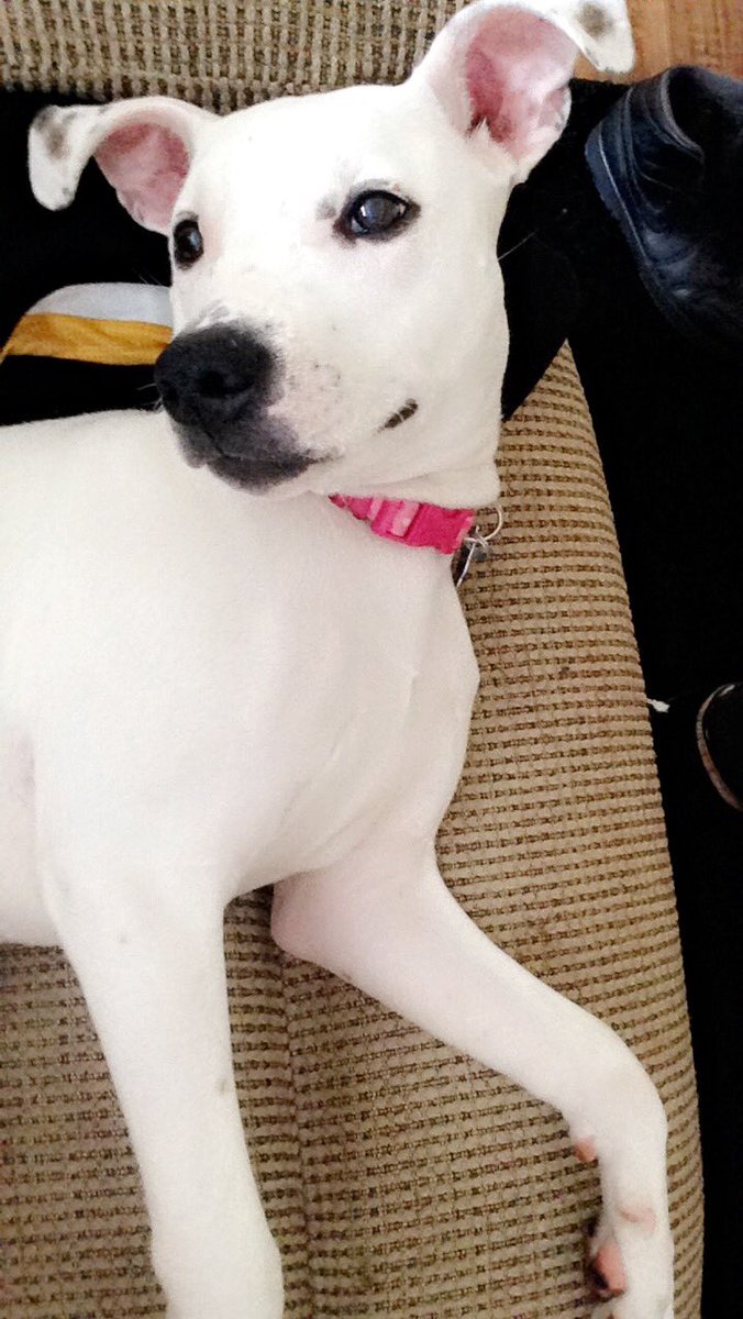 Joli_M20's tweet photo. @BeauVeit4  I think our dog is cute 😊 https://t.co/trSVROi4Cd