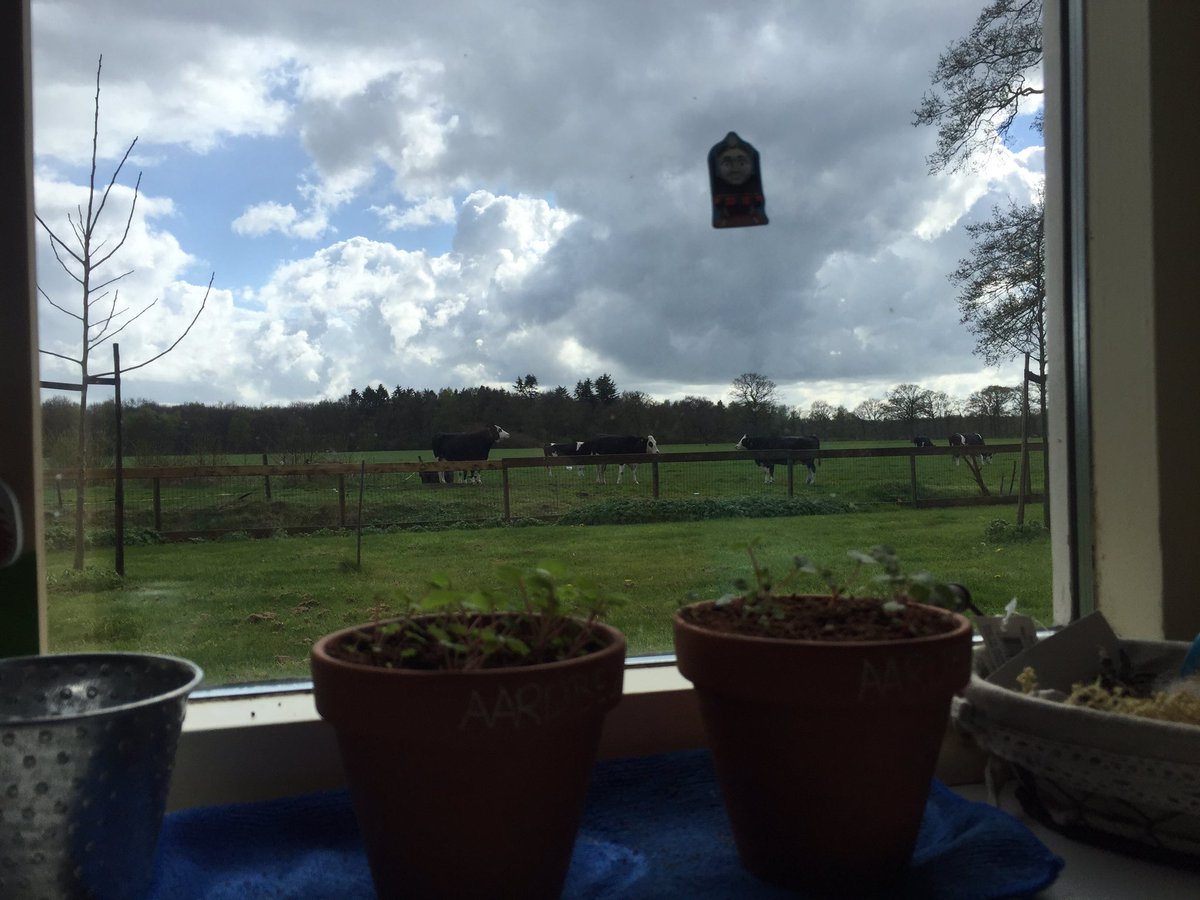 Uitzicht op de koeien vanuit de keuken. #geweldig! #lifeonthefarm