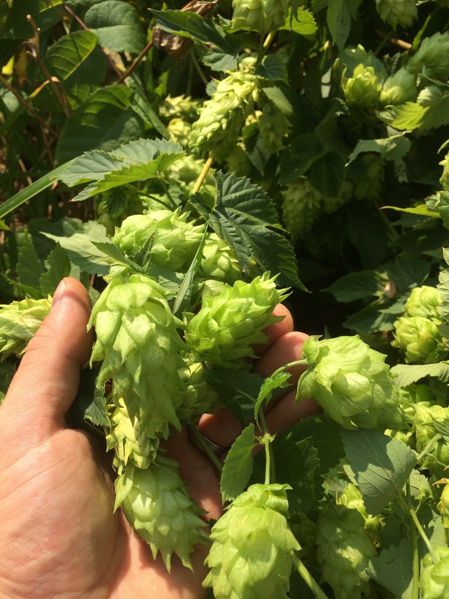 ShawneeCraft Brewing tweet media