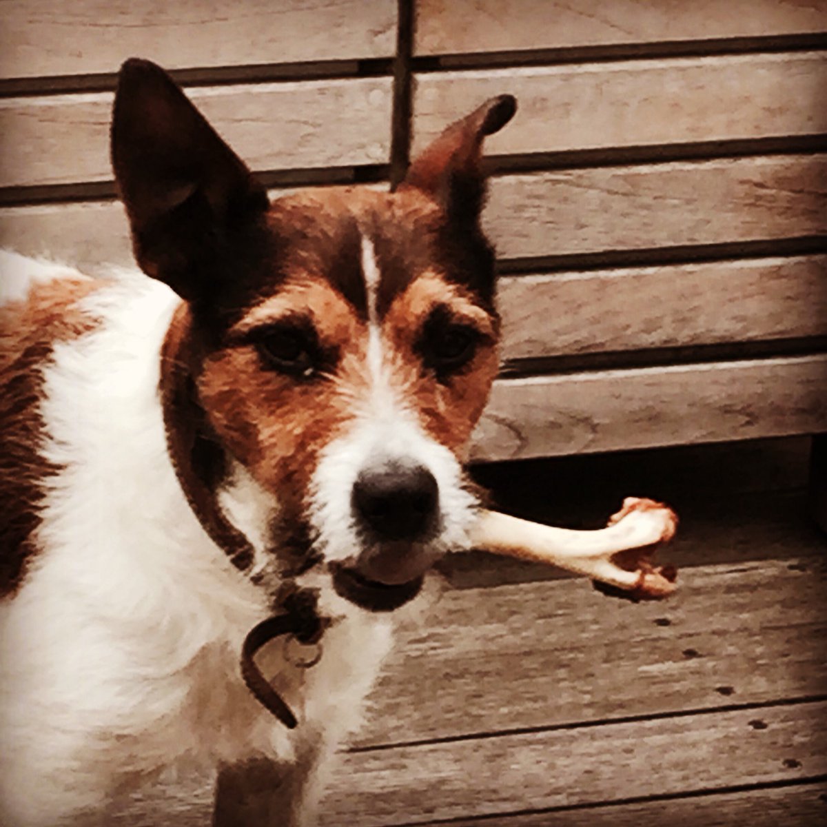 Someone is still enjoying last night's dinner <a href="/HarwoodArms/">Harwood Arms</a>