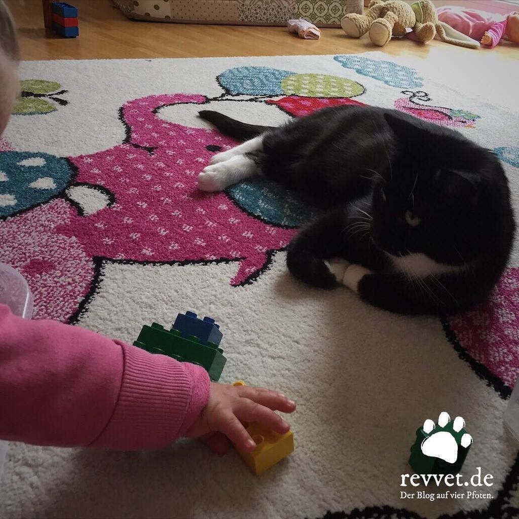 Revvet_de's tweet photo. Spielgefährten. ❤ #cat #cats #catcontent #catstagram #catsofinstagram #instacat #ilovemycat #bestmeow #meow #katze #katzencontent #catsofth… https://t.co/NnZQqwd4CJ