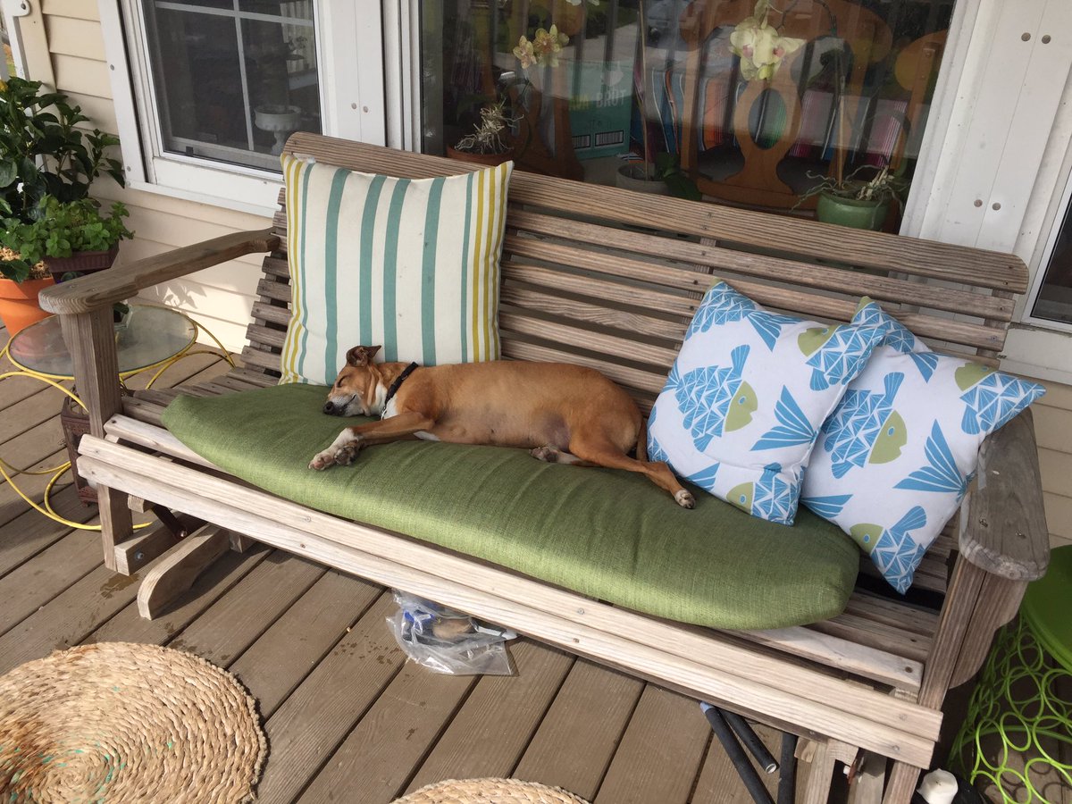 #HappyEaster from former foster Howie. #cautionarytale of what happens when you eat too much #candy #dogsoftwitter