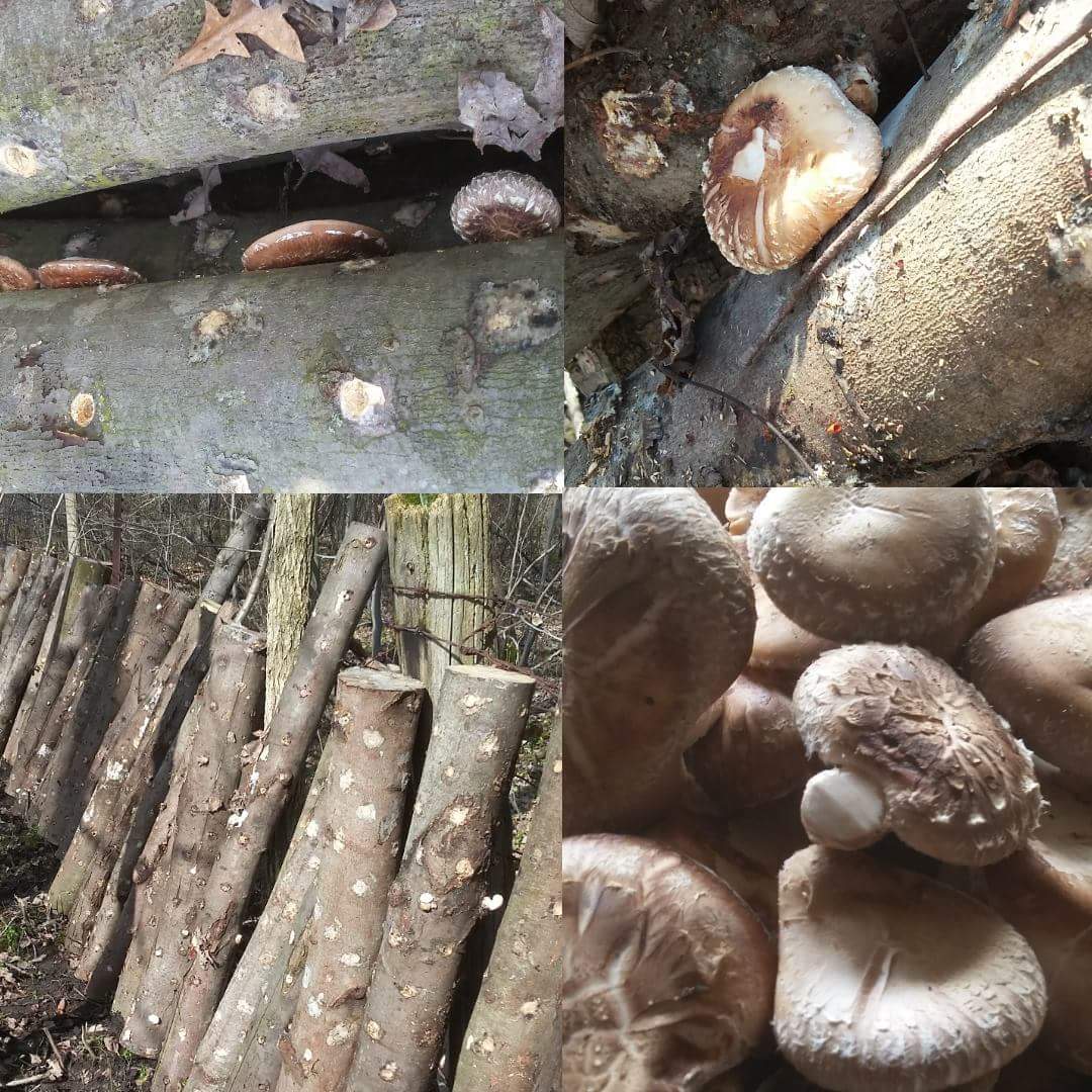 Look what is new for 2017.  Happy to see last years work is paying off. #Foodie #onthefarm #supportsmallbusiness #localfood