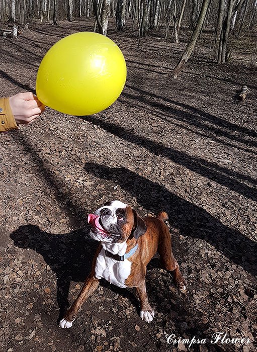 crimpsa's tweet photo. Finally I found you, the spring Sun! https://t.co/cF9wPCzJUB