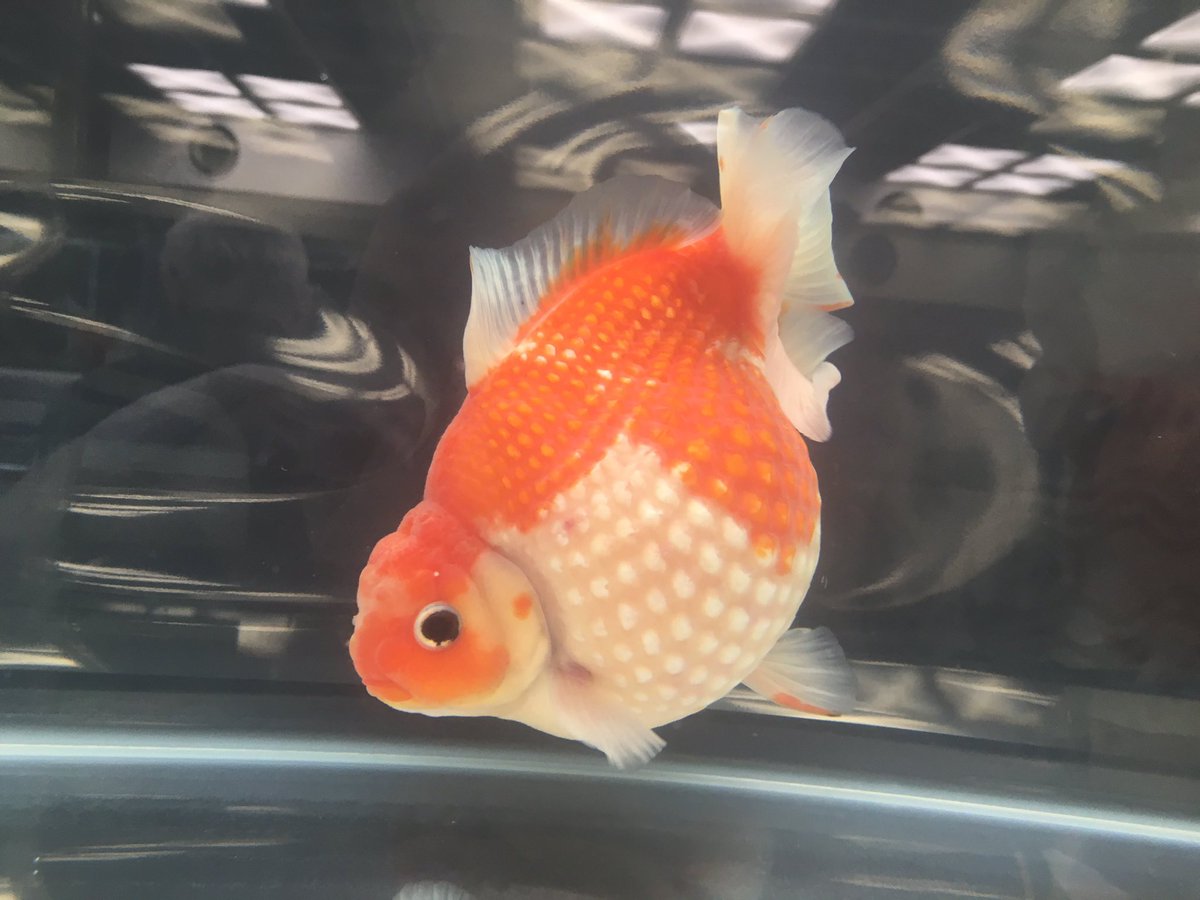 第35回日本観賞魚フェアのまとめ 10ページ目 Togetter