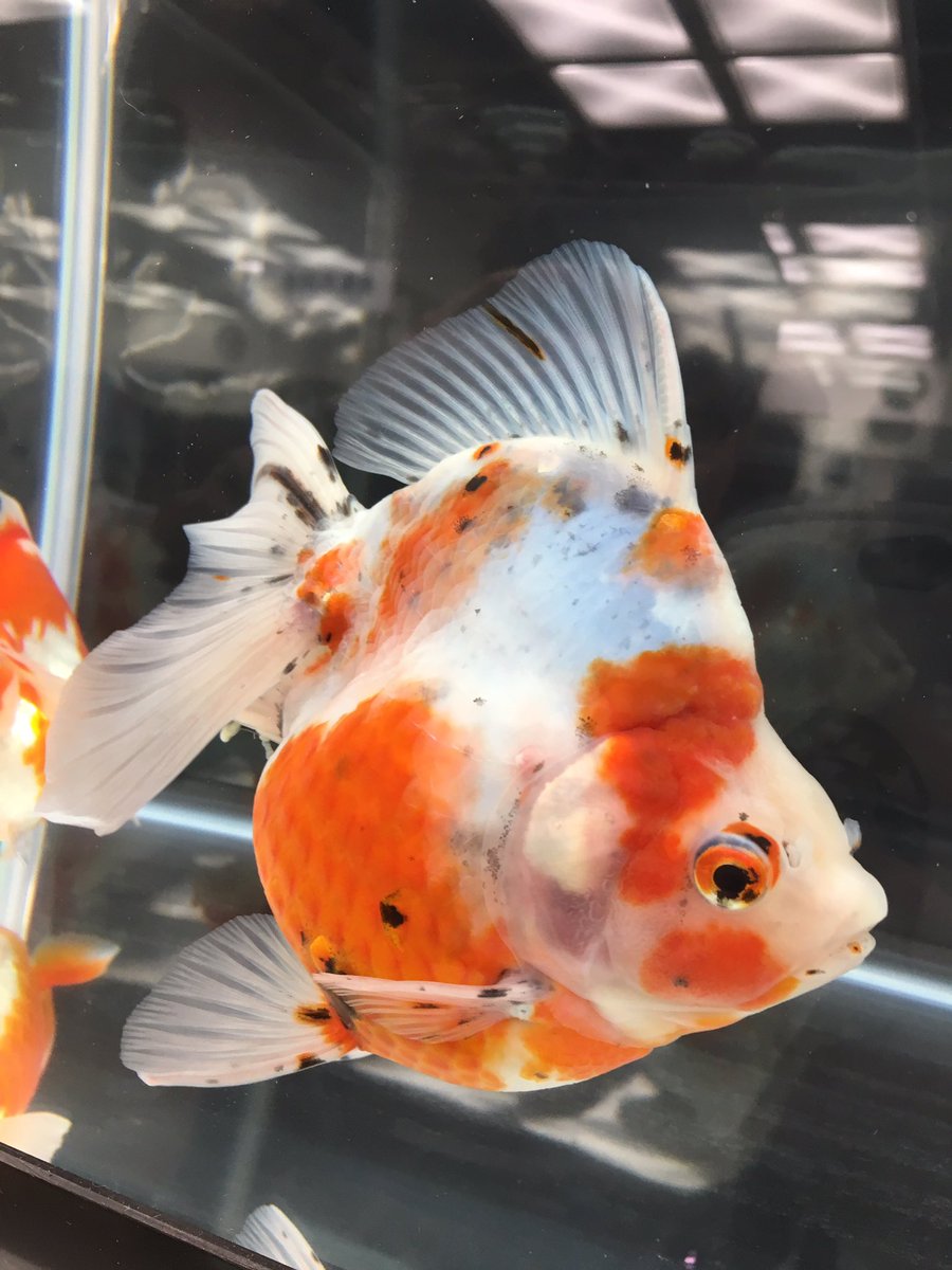 第35回日本観賞魚フェアのまとめ 10ページ目 Togetter
