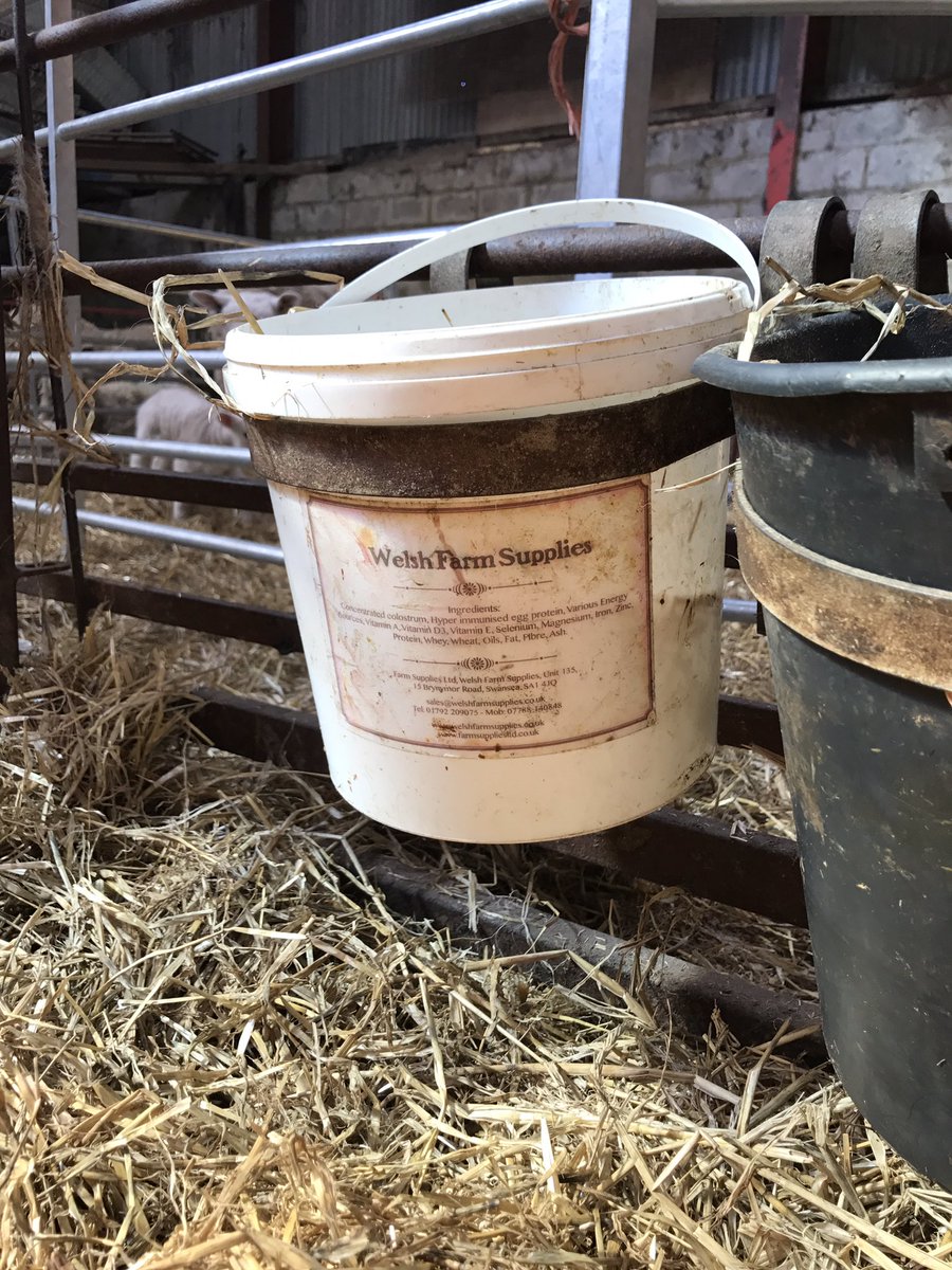 FarmWelsh's tweet photo. When you use the Lamb Colostrum from Welsh Farm Supplies, you get a feed/water bucket FOC!

@FarmWelsh #OnFarmVisits #FarmWelsh https://t.co/MiLpvNnKk2