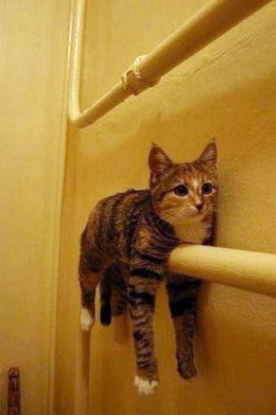 TJ_AYLOR20's tweet photo. @mnwild That was a rough pariod. Plz enjoy this picture of this cat #MNvsSTL https://t.co/fzf8q45C8h
