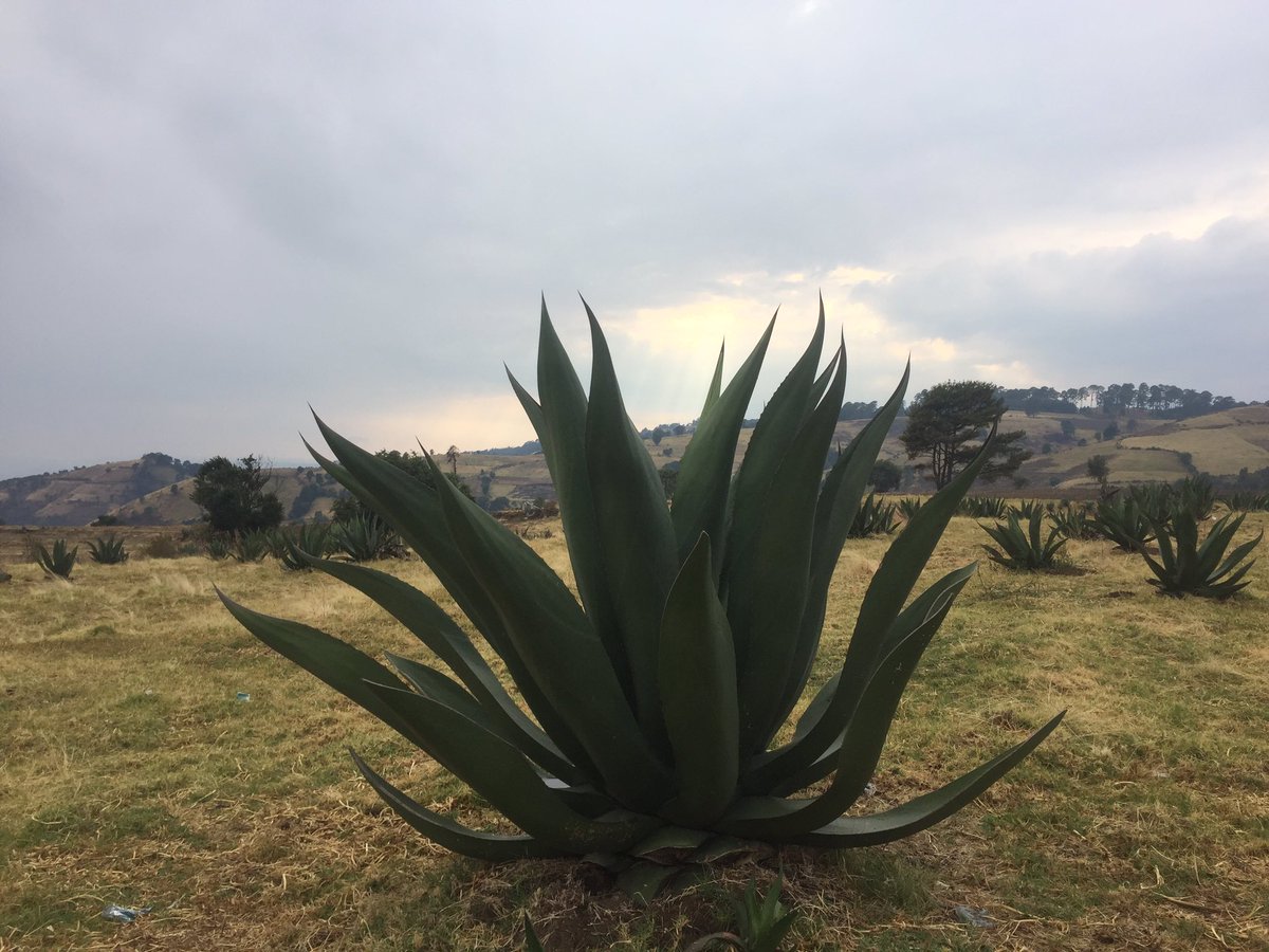 DoctorMezcales's tweet photo. Oaxaca, Guerrero y Edo. Mex.. grupos comunitarios preparan el primer "mezcal biodinámico", hecho mediante un calendario lunar. #FIMCA #CONCY https://t.co/JJFral0Sdh
