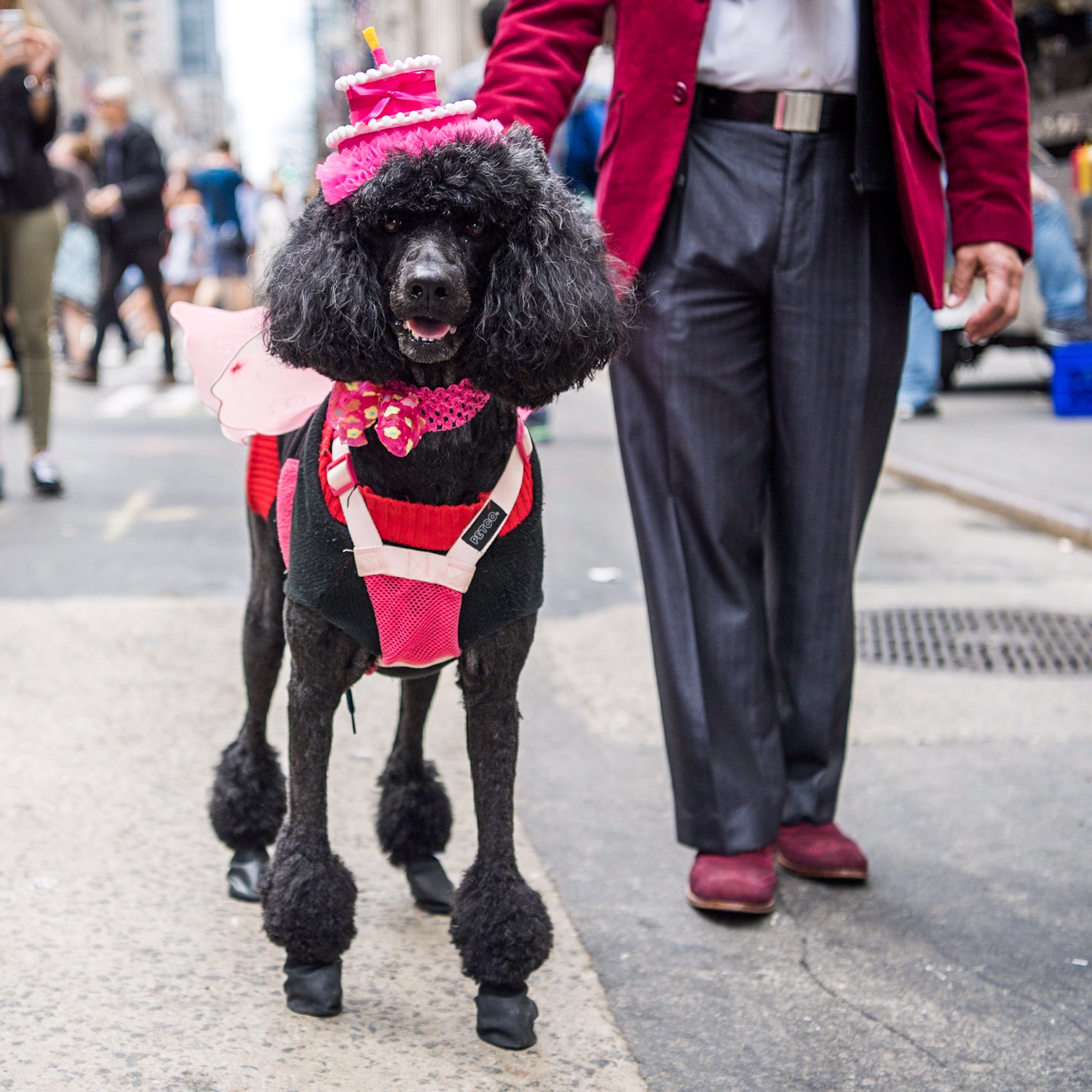 Dressed top up poodle