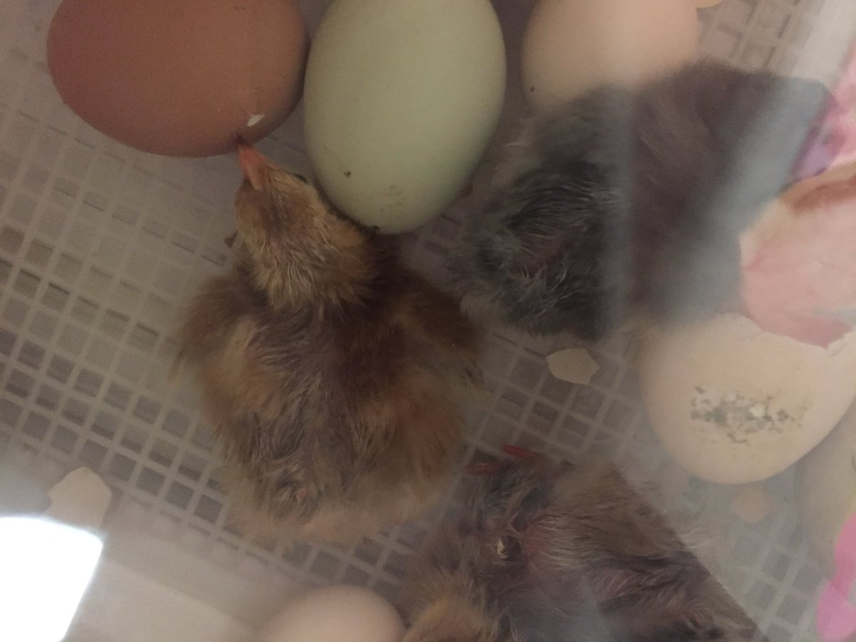LibraryKerr's tweet photo. The @KerrComets chicks are hatching! #LibraryChicks https://t.co/zPSp6WZoRM