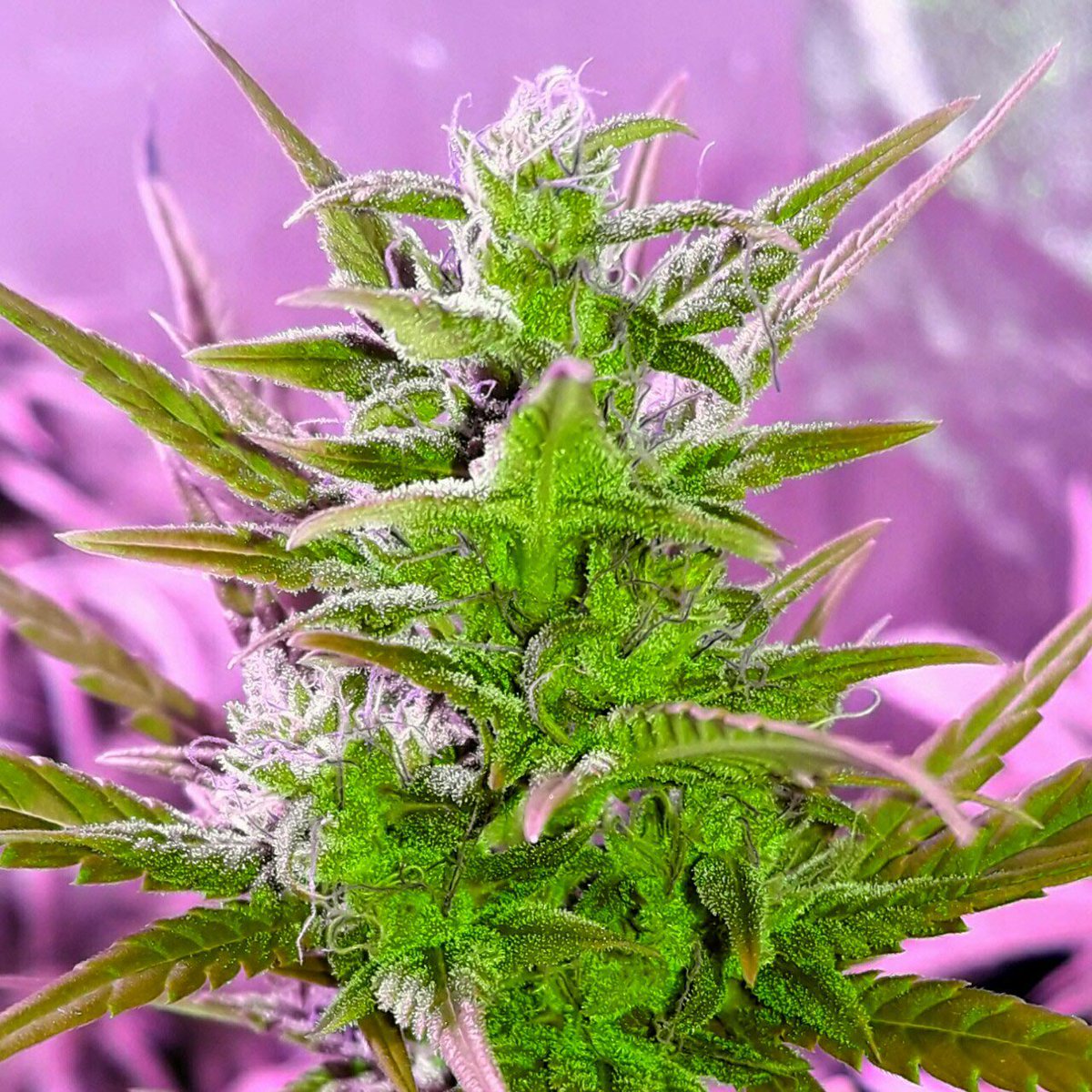 AdrycManellson's tweet photo. #Momentos
#Weed #LED #R420ZR #LEDVENTURE https://t.co/lEQCkFdGRa