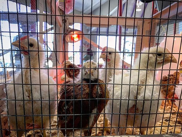 sciencespectrum's tweet photo. Happy Easter! #christinalynnphotography #chicks #chickens #sciencespectrum #animals #pets #cuties #animalphotography ๐ท @xx_christina_lynn_xx https://t.co/GnARUbOurw