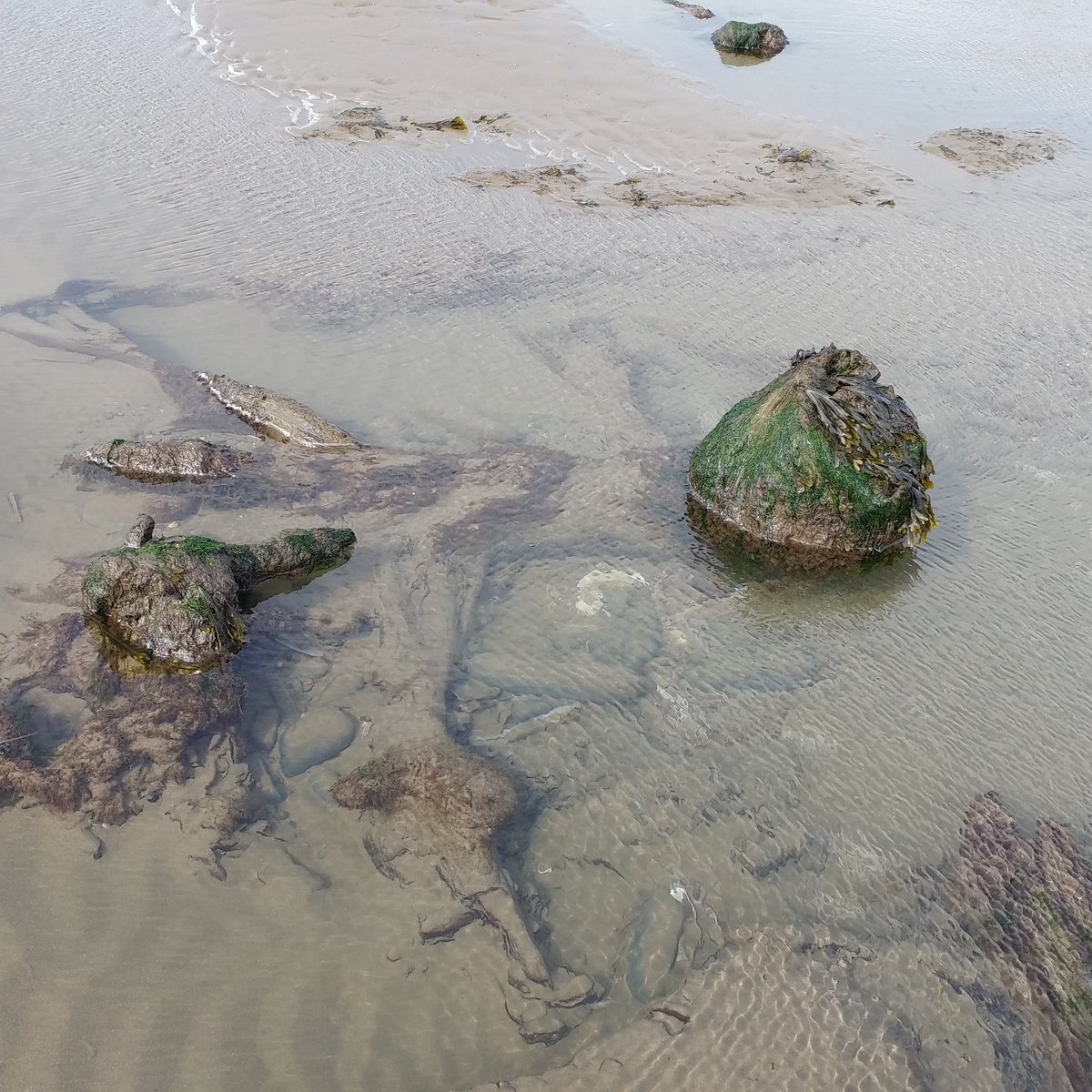 Upcycle8's tweet image. Petrified tree stump and sttuff. Ynyslas