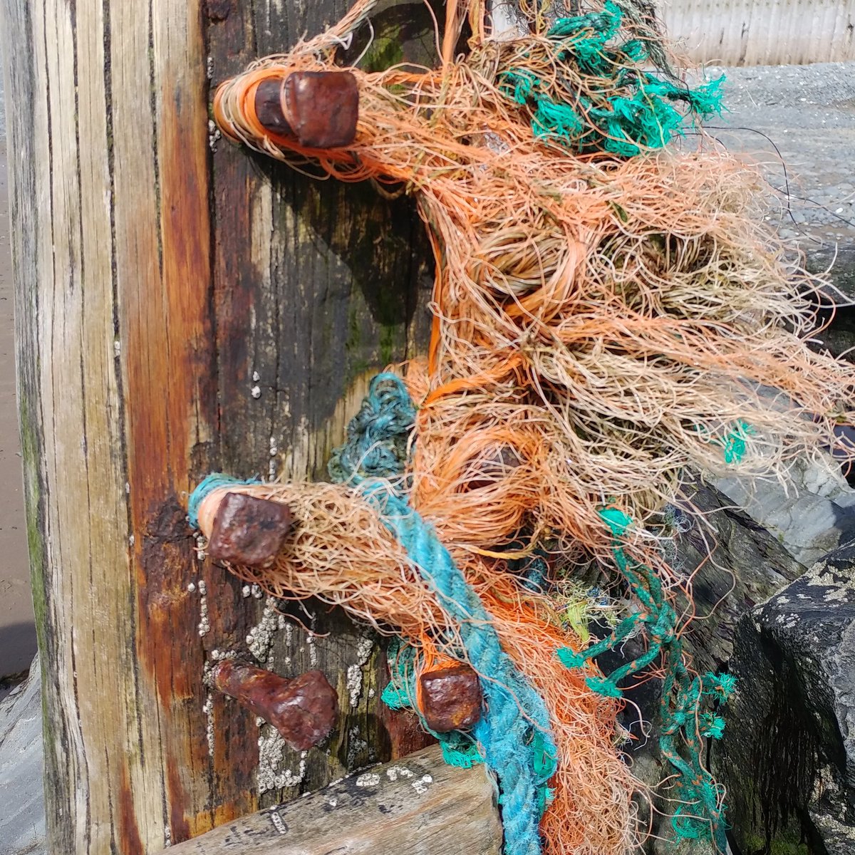 Upcycle8's tweet image. Petrified tree stump and sttuff. Ynyslas