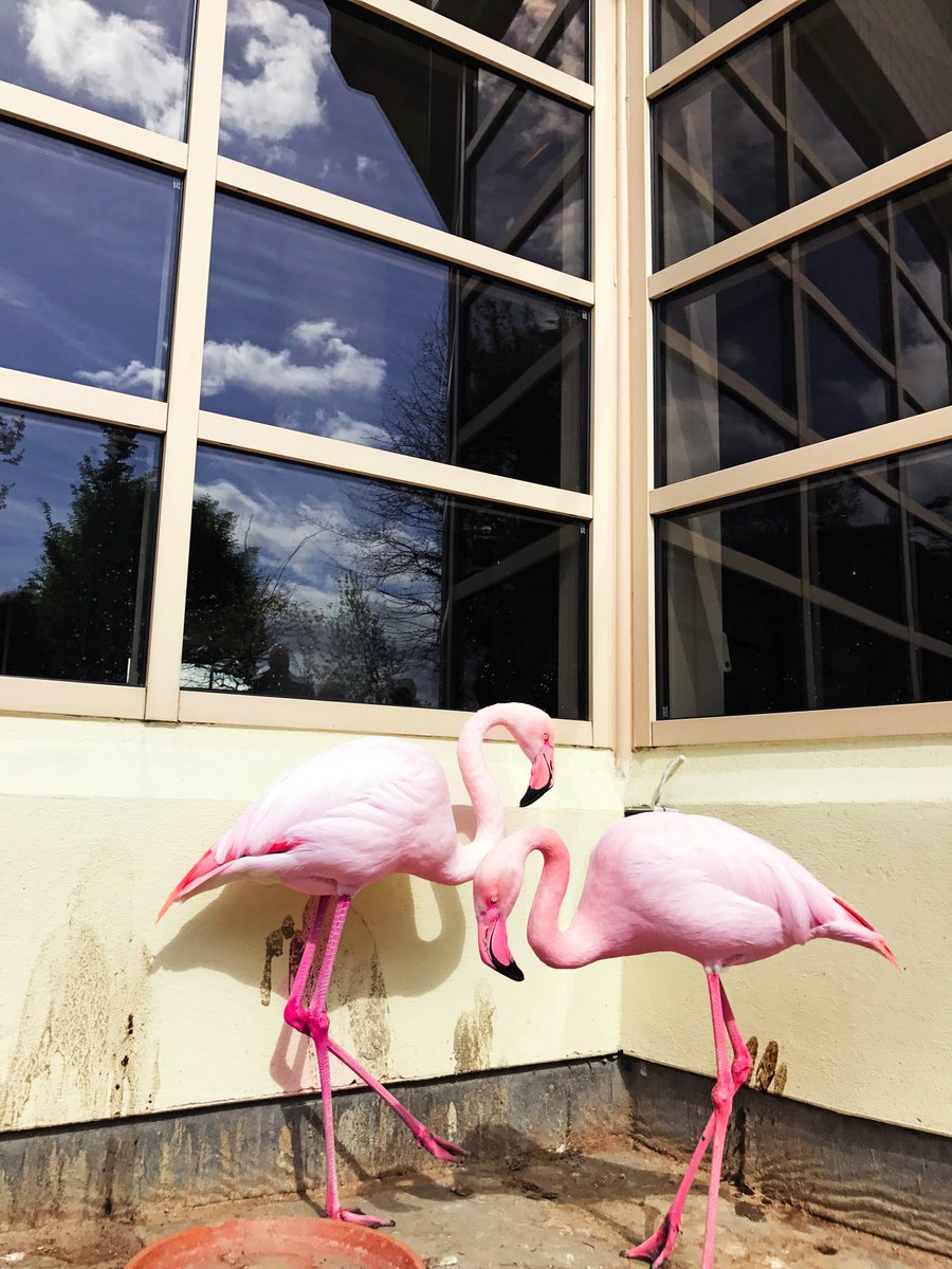 The coolest gang in London #flamingos #pink