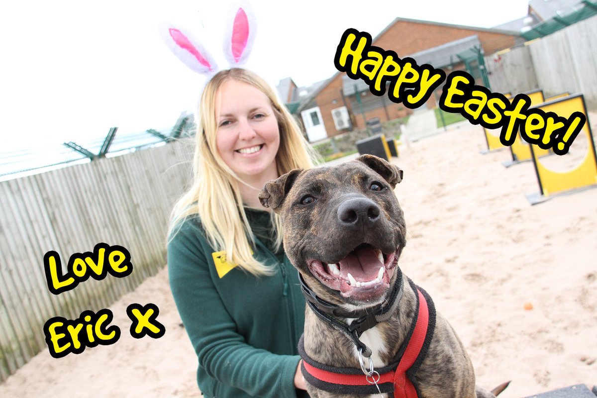 #HappyEaster from Eric! This beautiful #Staffy is looking for his #ForverHome. #Rescue #dog #leeds #Yorkshire #ineedahome #adopt #bunnyears