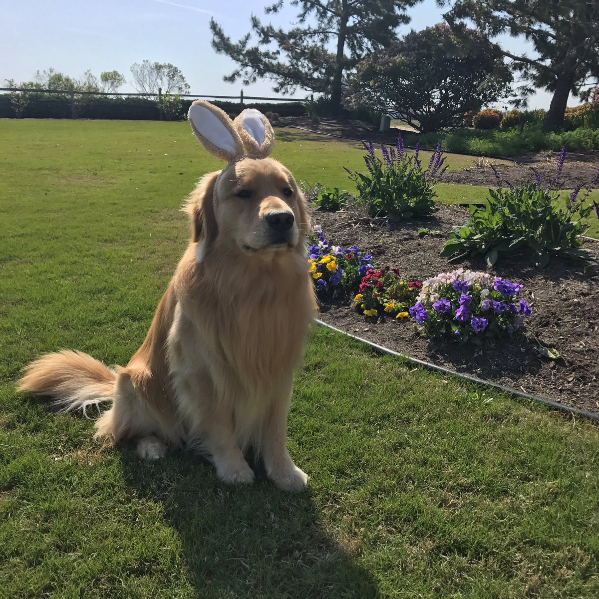 happy easter golden retriever