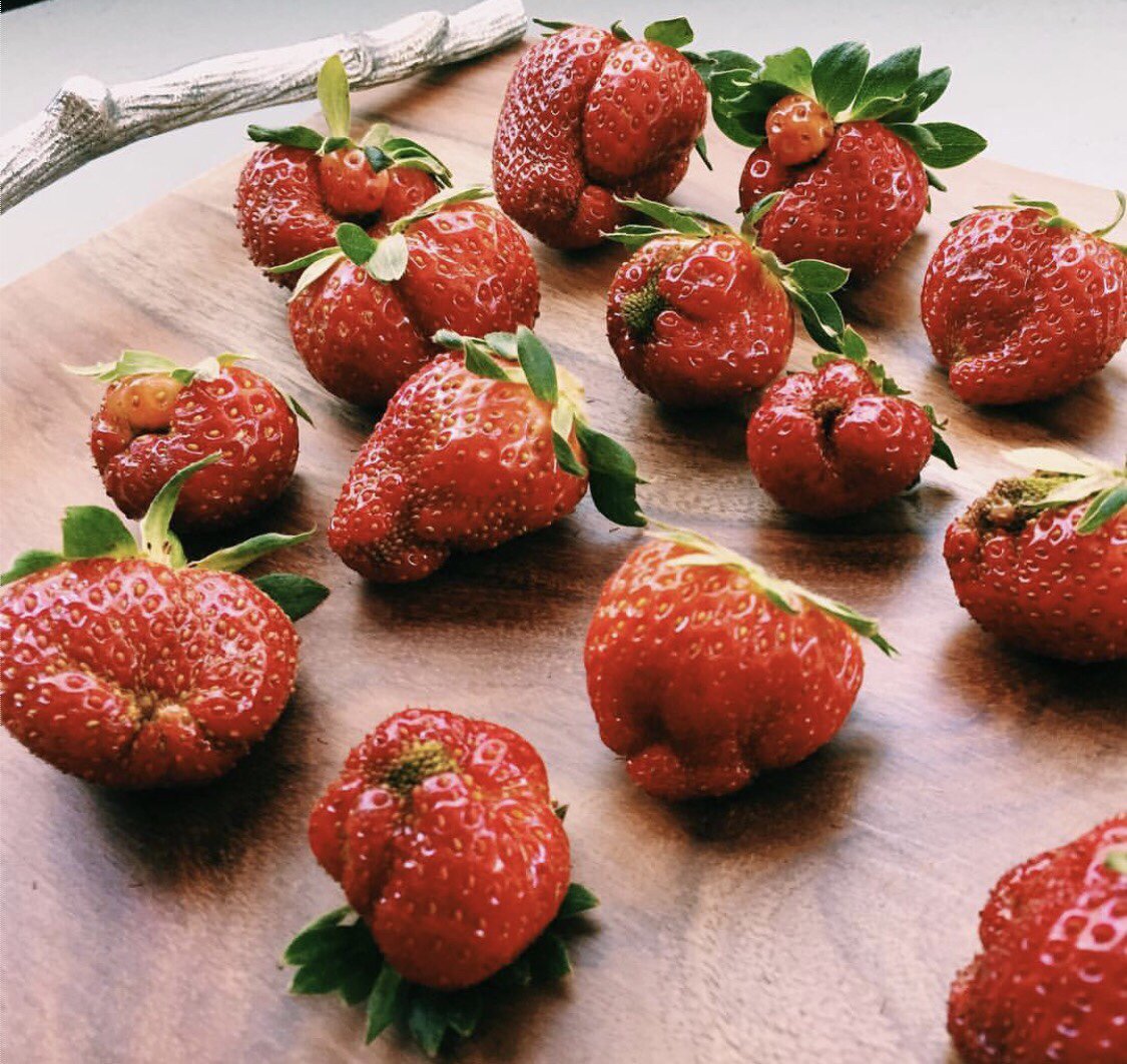 UglyFruitAndVeg's tweet photo. Greetings From The Land Of Misfit Strawberries! ๐๐น๐๐น๐๐น๐๐น IG Pic by @kfritscherburks #FunkyLooking #AmazingInside https://t.co/sB02TEHdpc