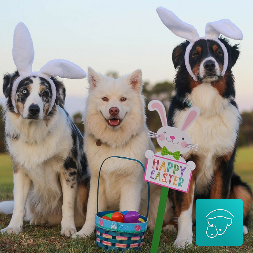 PetableCare's tweet photo. The #Petable Team wishes you a happy Easter! Install our app and keep track of your pet's medical record! #BePetable #petable #appforpets https://t.co/RbniPtXWZw