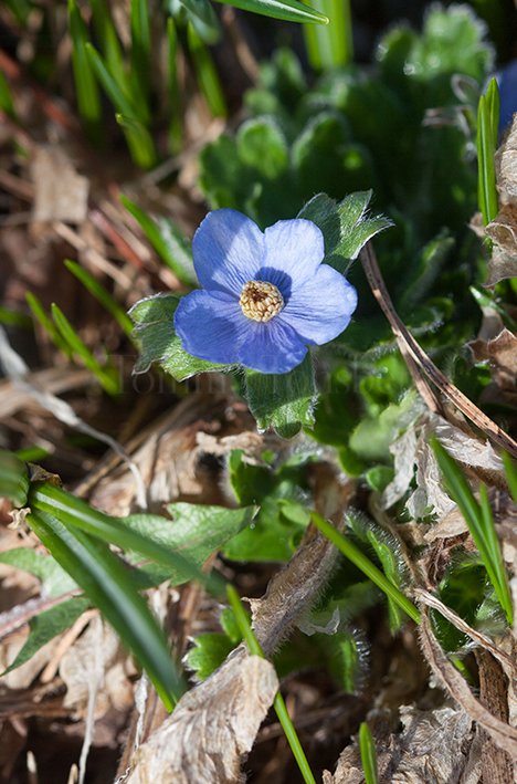 TommyTonsberg's tweet photo. The earliest Anemone to flower in our garden. Anemone obtusiloba 'Pradesh' from @HarperleyGrow last year. :-) https://t.co/6uyOMVLLSn