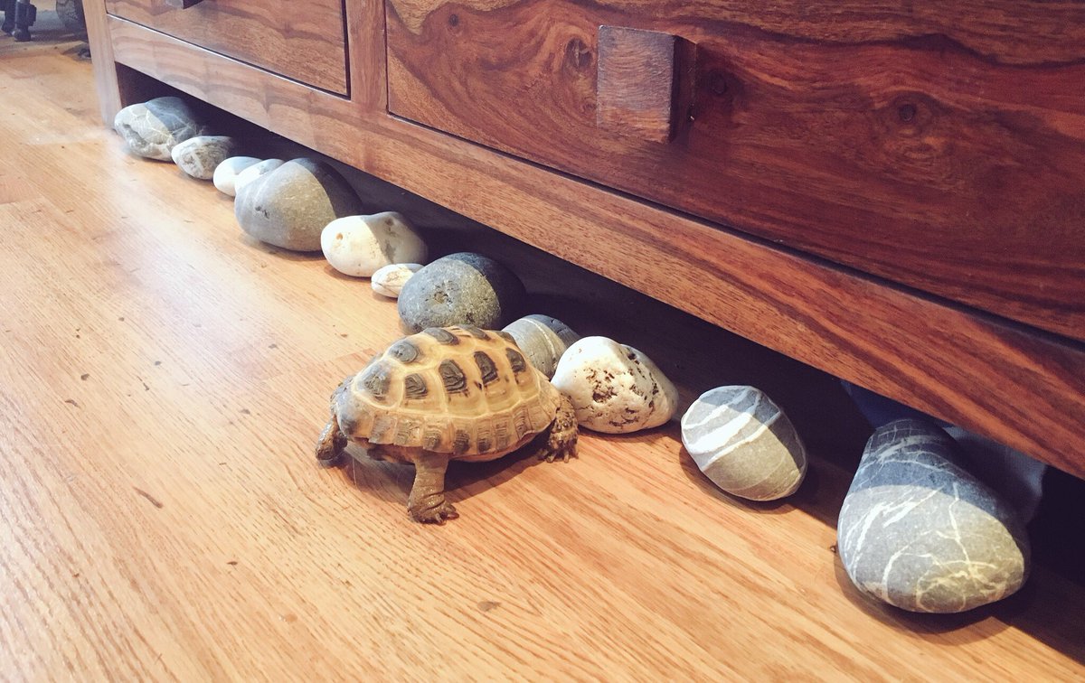WillPenrose's tweet image. How to stop your tortoise from getting stuck under the furniture. #everydayproblems