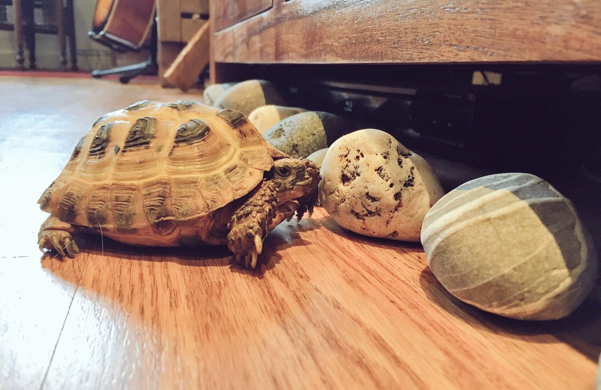 WillPenrose's tweet image. How to stop your tortoise from getting stuck under the furniture. #everydayproblems