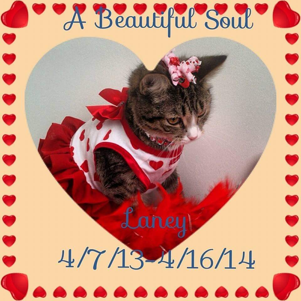 ChaddyKlett's tweet photo. Remembering you Laney. We love and miss you baby girl. "Hey Pretty Girl" ❤💕❤ https://t.co/KMMo7z4igP