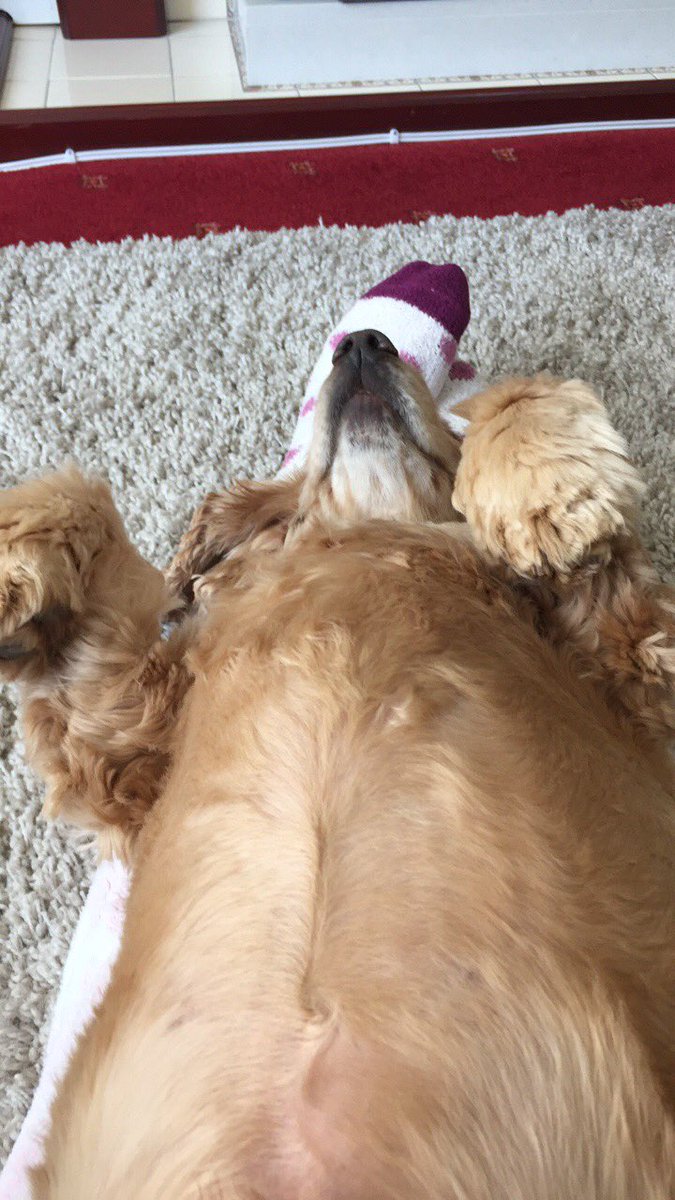clarefran4's tweet photo. #BGT doggyyoga https://t.co/N6KYTyT5jo